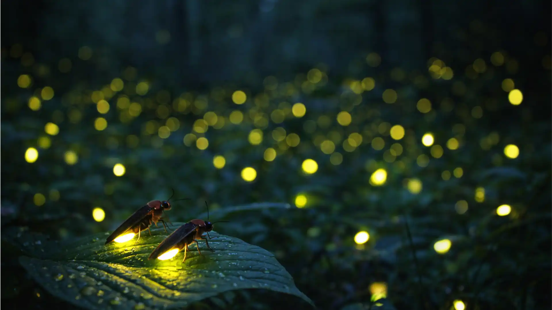 Lumina licuricilor este cel mai eficient sistem de iluminat din lume
