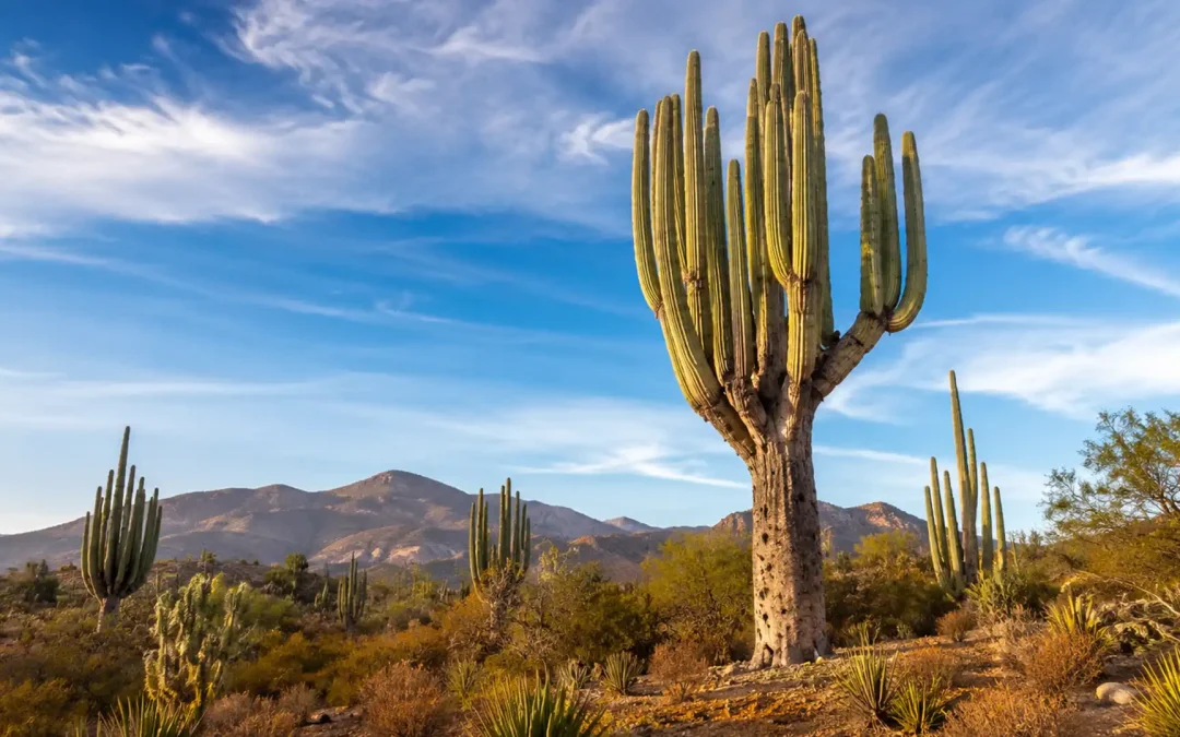 Cactușii uriași ai Mexicului: plante impresionante care pot trăi sute de ani