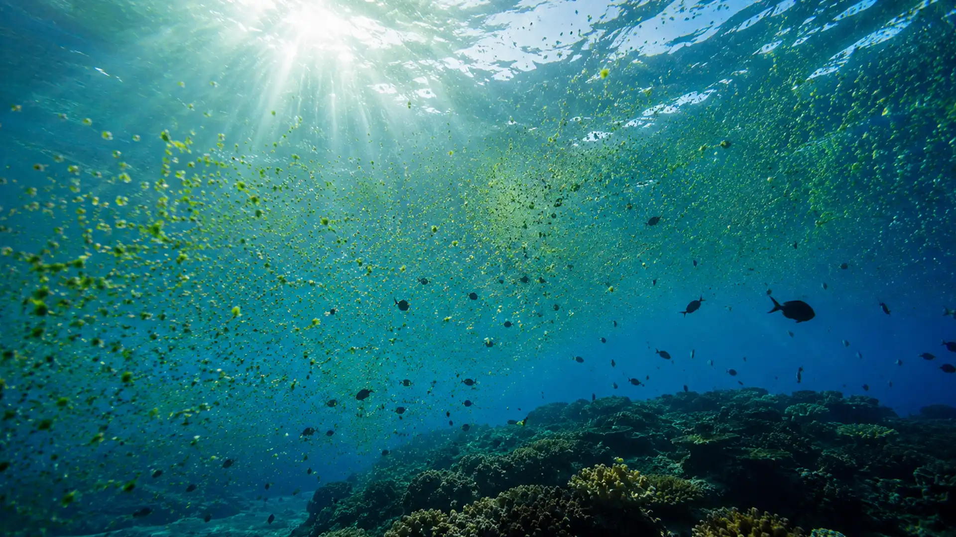 Oceanul, adevăratul plămân al Pământului: de unde vine o mare parte din oxigenul pe care îl respirăm